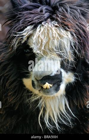 Alpaca (Vicugna pacos / Lama pacos) close up, originario del Sud America Foto Stock