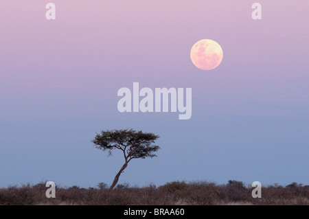 Ore del sorgere, inganno Valley, il Central Kalahari Game Reserve, Botswana, Africa Foto Stock