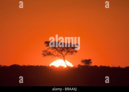 Deception Valley, il Central Kalahari Game Reserve, Botswana, Africa Foto Stock