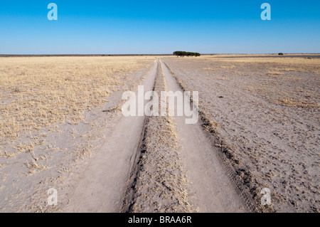 Deception Valley, il Central Kalahari Game Reserve, Botswana, Africa Foto Stock