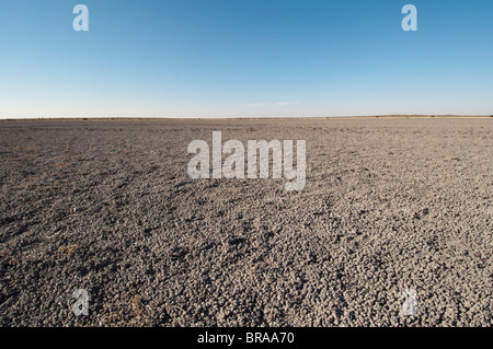 Deception Valley, il Central Kalahari Game Reserve, Botswana, Africa Foto Stock