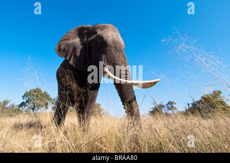 Elefante africano (Loxodonta africana), Abu Camp, Okavango Delta, Botswana, Africa Foto Stock