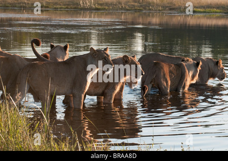 Lion pride (Panthera leo) attraversando Savute Channel, Linyanti, Botswana, Africa Foto Stock