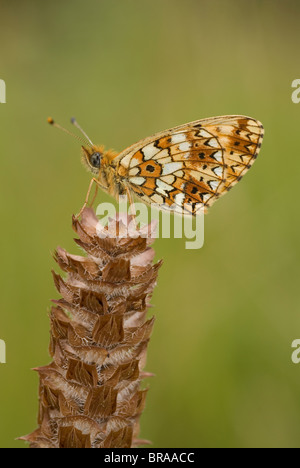 Piccola perla-delimitata fritillary (Boloria selene) Foto Stock