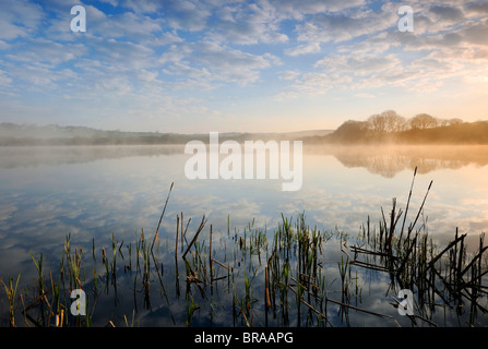 Abbassare la Tamar Lago, North Devon e Cornwall border, UK. Early Morning mist. Aprile 08. Foto Stock