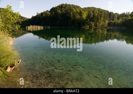 Il sereno in alto il Parco Nazionale dei Laghi di Plitvice, patrimonio mondiale dell UNESCO, Croazia, Europa Foto Stock