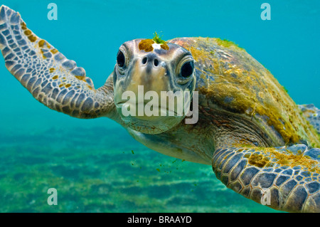 Le Galapagos tartaruga verde (Chelonia Mydas agassisi) ritratto subacqueo, nota alghe che crescono sulla testa e guscio Foto Stock