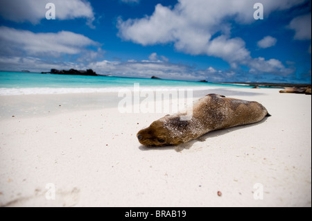 Un leone di mare sulla spiaggia, Isole Galapagos, Sito Patrimonio Mondiale dell'UNESCO, Ecuador, Sud America Foto Stock