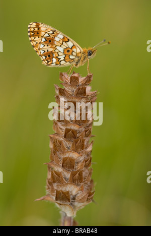 Piccola perla-delimitata fritillary (Boloria selene) Foto Stock