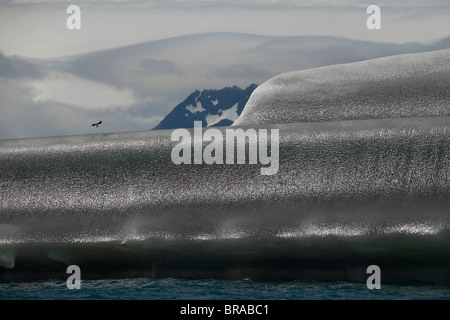 Blue eyed cormorano (Phalacrocorax atriceps) lo sbarco su un nero brillante iceberg, Georgia del Sud. Foto Stock