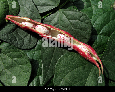 Fagioli Borlotti / Fagiolo Borlotto (Phaseolus vulgaris) Foto Stock