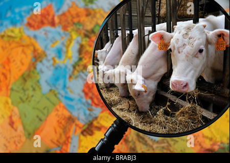 Le mucche in allevamento la stalla vista attraverso la lente di ingrandimento tenuto contro illuminato globo terrestre Foto Stock
