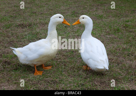 Coppia di Aylesbury anatre su smallholding Foto Stock