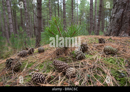 Corsica piantina di Pino Pinus nigra var. maritima in matura foresta Foto Stock