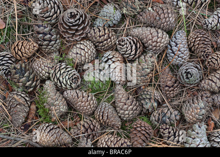 Corsica i coni di Pino Pinus nigra var. maritima Foto Stock