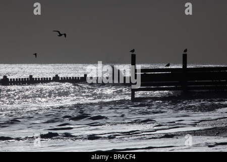 I Gabbiani sul mare pennelli di difesa a Walcott Norfolk Foto Stock