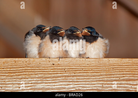 Giovani Rondini Hirundo rustica sono ' appollaiati in fienile giorno dopo aver lasciato il nido Foto Stock