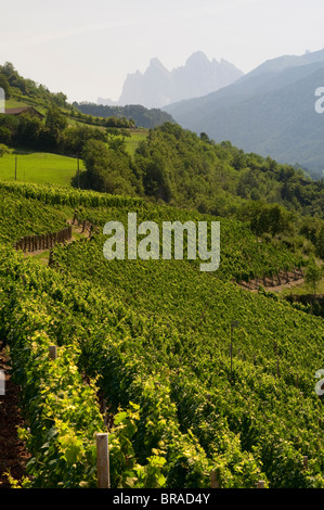 Vigneti, Tiso, Val di Funes (Villnoss), Dolomiti, Trentino Alto Adige, Alto Adige, Italia, Europa Foto Stock