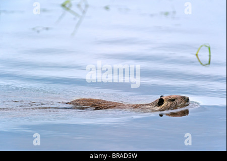 Coypu / nutria (Myocastor coypus) nuotare nel lago, La Brenne, Francia. Nativa dell'America del Sud Foto Stock