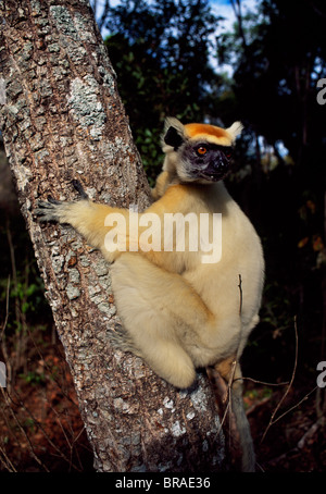 Golden-crowned Sifaka (Propithecus tattersalli), una specie in via di estinzione, sull albero, Daraina, Madagascar settentrionale, Africa Foto Stock