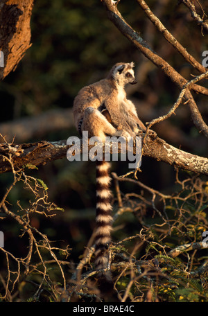 Anello-tailed Lemur (Lemur catta) seduto su albero, Berenty, Madagascar meridionale, Africa Foto Stock