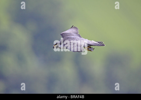 Falco pellegrino, Falco peregrinus, in volo da Perth Foto Stock