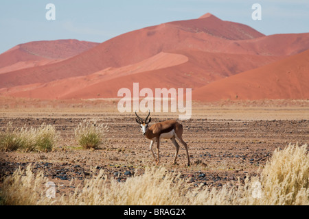 Springbok (Antidorcas marsupialis) nel deserto del Namib al Sossusvlei, Parco Namib-Naukluft, Namibia, Africa Foto Stock