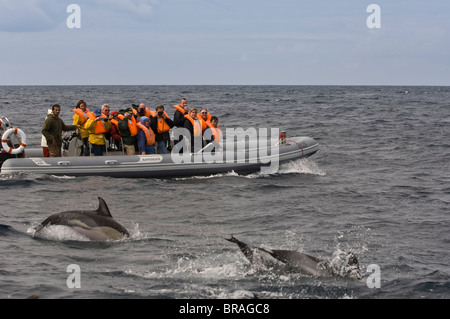 La balena e la focena guardando, San Miguel, Azzorre, Portogallo, Atlantico, Europa Foto Stock