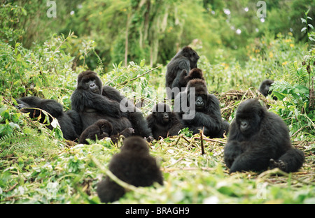 I gorilla di montagna (Gorilla gorilla beringei), maschio silverback appoggiato con il gruppo, vulcani Virunga, Ruanda, Africa Foto Stock