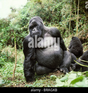 Maschio Silverback Gorilla di Montagna (Gorilla g. beringei), vulcani Virunga, Ruanda, Africa Foto Stock