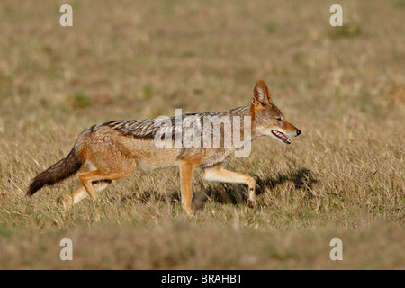 Nero-backed Jackal (argento-backed Jackal) (Canis mesomelas) acceso, Addo Elephant National Park, Sud Africa e Africa Foto Stock