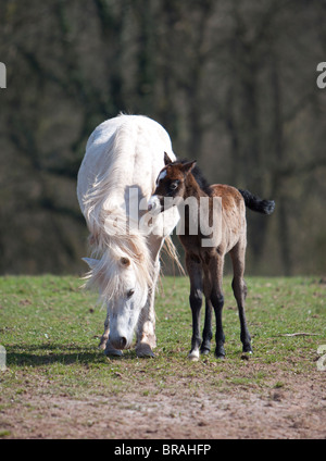 Grigio Welsh pony di montagna mare con la giovanissima brown puledro Foto Stock