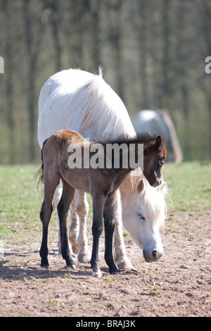 Grigio Welsh pony di montagna mare con la giovanissima brown puledro Foto Stock