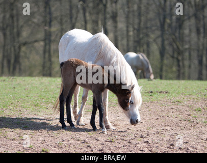 Grigio Welsh pony di montagna mare con la giovanissima brown puledro Foto Stock