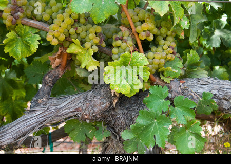 Semillon Blanc uve nei pressi di raccolto Foto Stock