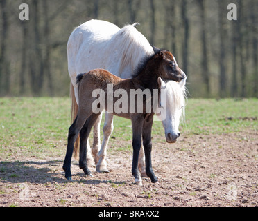 Grigio Welsh pony di montagna mare con la giovanissima brown puledro Foto Stock