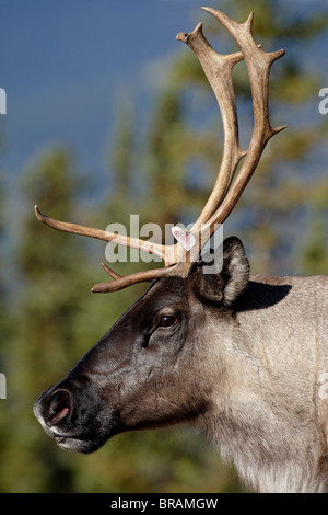 Terreno boscoso dei caribù (Rangifer Caribou Coffee Company) buck, Stone Mountain Provincial Park, British Columbia, Canada, America del Nord Foto Stock