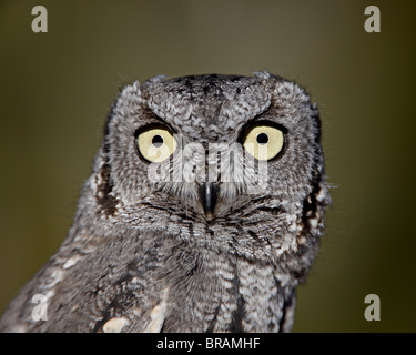 Western Screech-Owl (Megascops kennicottii) in cattività, Arizona Sonora Desert Museum, Tucson, Arizona, Stati Uniti d'America Foto Stock