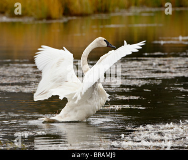 Trumpeter Swan (Cygnus buccinatore) allungare le sue ali su un laghetto, interdizione Tok, Alaska, Stati Uniti d'America, America del Nord Foto Stock
