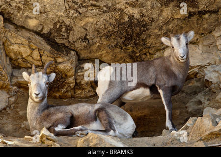 Pecora di pietra (ovis dalli stonei) pecora e agnello, Stone Mountain Provincial Park, British Columbia, Canada, America del Nord Foto Stock