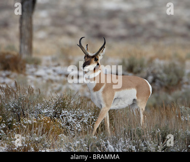 Pronghorn (Antilocapra americana) buck nella neve, Grand Teton National Park, Wyoming negli Stati Uniti d'America, America del Nord Foto Stock