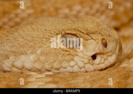 Hypomelanistic Western Diamond-Back Rattlesnake in cattività, Arizona Sonora Desert Museum, Tucson, Arizona, Stati Uniti d'America Foto Stock