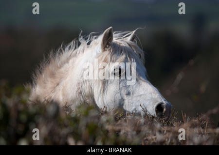 Un bel grigio Welsh Mountain pony stallone fa capolino oltre la siepe Foto Stock