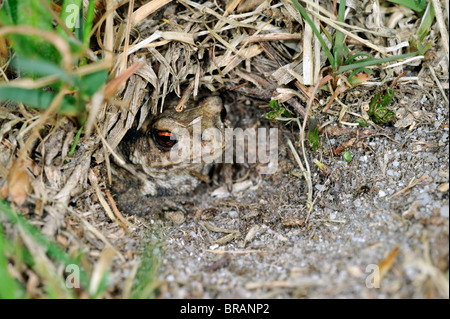 I capretti comune rospo europea (Bufo bufo) nascondere nel campo di cricket burrow (Gryllus campestris) Foto Stock