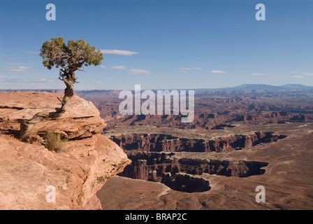 Grand View Point si affacciano con Utah albero di ginepro (Juniperus osteosperma) in primo piano, il Parco Nazionale di Canyonlands, Utah, Stati Uniti d'America Foto Stock