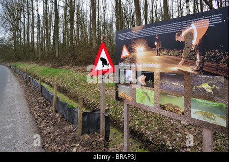 Segnale di avviso, il pannello delle informazioni e la barriera con benne per la migrazione di anfibi / rospi (Bufo bufo) attraversando la strada Foto Stock