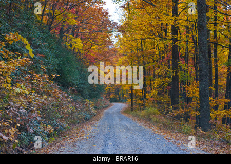 Strada che conduce attraverso gli alberi con foglie colorate in estate indiana, Blue Ridge Mountain Parkway, North Carolina, STATI UNITI D'AMERICA Foto Stock