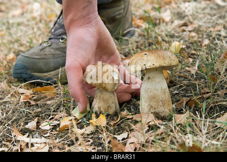 La raccolta di funghi, Boletus edulis (Cep) (Penny Bun) (porcini), Europa Foto Stock