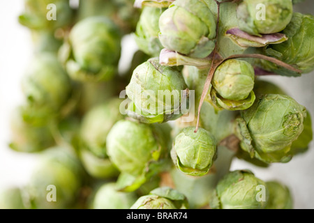 Freschi i cavoletti di Bruxelles shot con profondità di campo Foto Stock