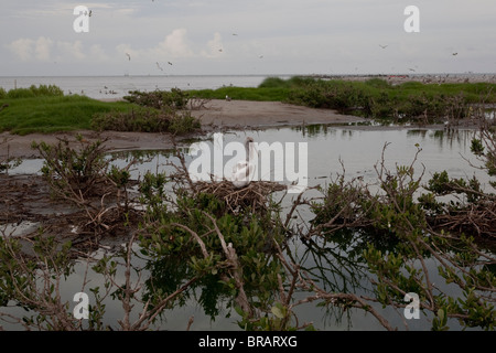 Pellicani su Raccoon isola nel Golfo del Messico fuori del litorale della Luisiana. Foto Stock